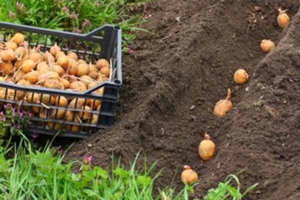 pommes-de-terre-plantation