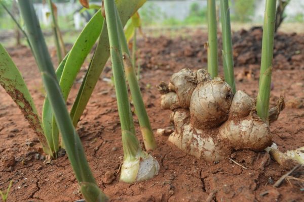Ginger,Plant,With,The,Scientific,Name,Zingiber,Officinale,Which,Is